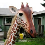 Giraffe Baby by Curtis Hart
