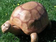 Tortoise by Curtis Hart