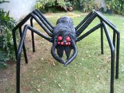 Giant Wolf Spider - Wolfee by Diane Sarracino