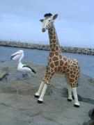 Annalisa the giraffe with Pieter the pelican by Diane Sarracino