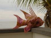 Hogfish by Sally Cherry