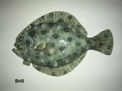 "Brill" by Sue Baker