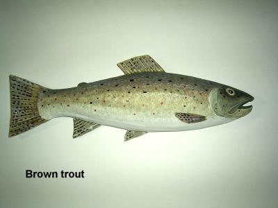 "Brown trout" by Sue Baker