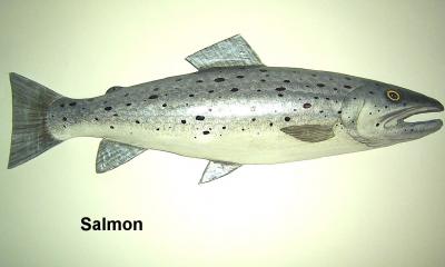 "Salmon" by Sue Baker