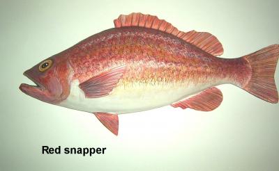 "Red snapper" by Sue Baker