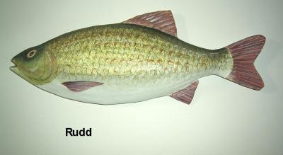 "Rudd" by Sue Baker