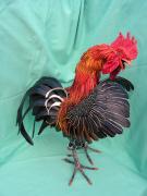 Rooster 3, right view by Scylla Earls
