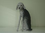 Bedlington Terrier by Nicky Clacy