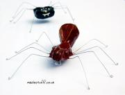 Spiders by Alasdair Martin