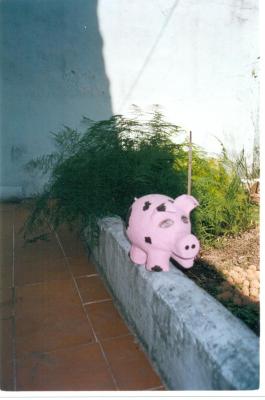 "little pig" by Maria Luiza Montenegro
