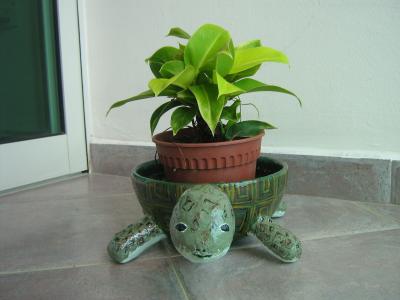 "Tortoise Planter" by Payal Pandey