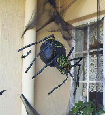 "Spider" by Loretta Nel