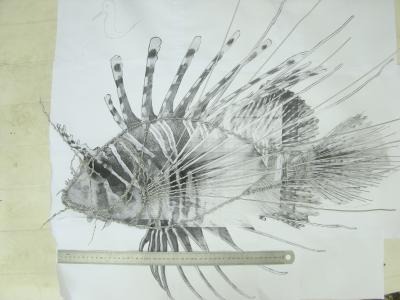 "Lionfish under construction 1" by Lúcio Filho