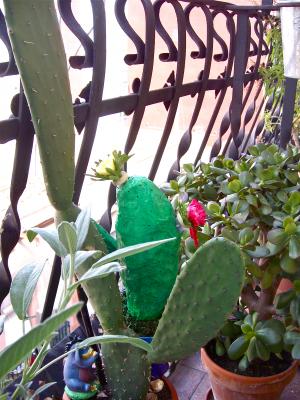 "Real Cactus vs P.M Cactus" by Sheryl Scharschmidt