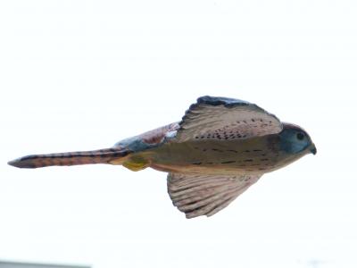 "Bird - Lesser kestrel flying" by Roberto Lascaro