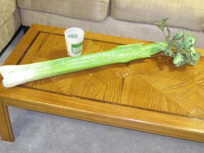 "Giant Celery" by Karen Stix