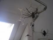 spider by Rok Jursic
