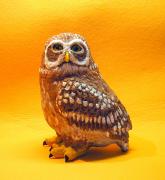 Little Owl by Rok Jursic