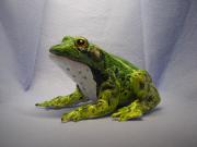 frog by Rok Jursic