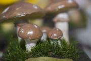 slippery jacks mushroom by Dorota Piotrowiak
