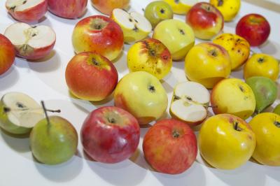 "Old apple-pear varieties" by Dorota Piotrowiak