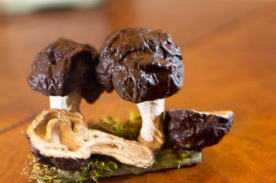 "false morel mushroom" by Dorota Piotrowiak