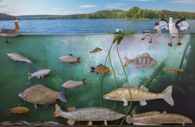 "Lake habitat" by Dorota Piotrowiak