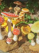 Mushrooms by Dorota Piotrowiak