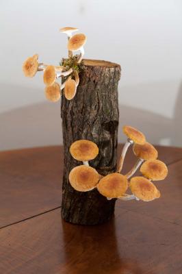 "honey fungus" by Dorota Piotrowiak