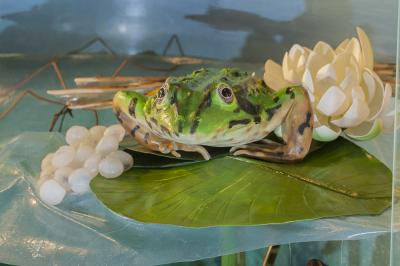 "Pool frog 1 - macro" by Dorota Piotrowiak
